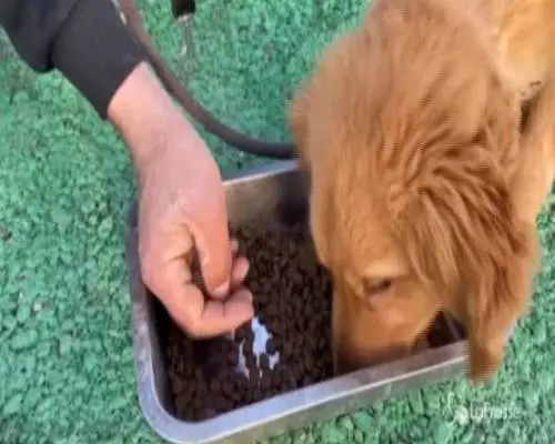 Giordania: ad Amman un hotel per il benessere dei cani