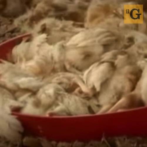 Aviaria, 4.500 polli infetti in una città cinese: abbattuti 20mila capi