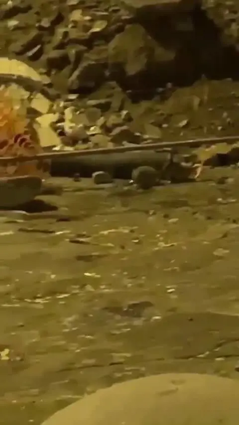 Le immagini dei topi che gironzolano nel cantiere di piazza Mercato