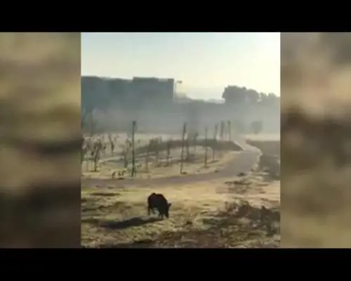 "Ugo" il cinghiale del parco di Talenti