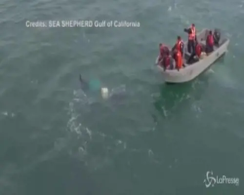 La megattera intrappolata in una rete da pesca in Messico