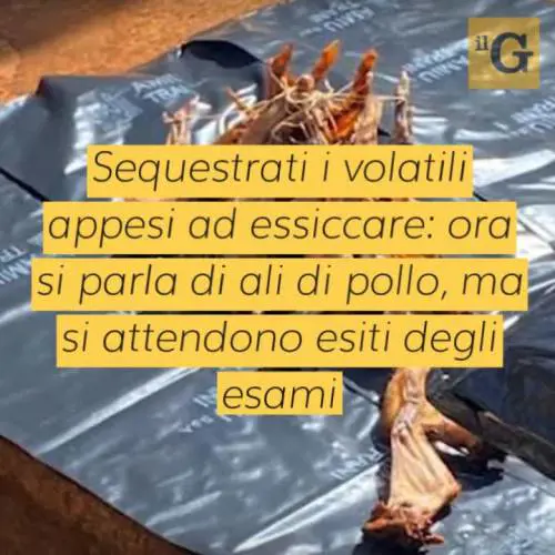 Pipistrelli appesi a testa ingiù sul balcone dei cinesi: panico a Trani