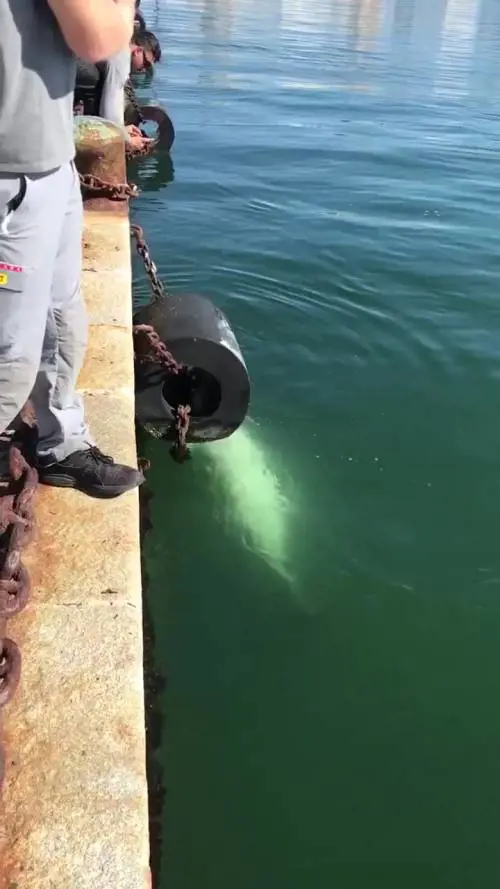 Cagliari, i delfini si avvicinano alla costa