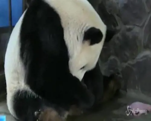 Cina, le immagini della prima coppia di panda nati in cattività nel 2020
