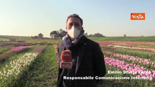 Pioggia di tulipani per la Croce Rossa, l'omaggio floreale per chi combatte il Covid-19 ogni giorno