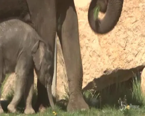 Allo zoo di Praga è nato un cucciolo di elefante