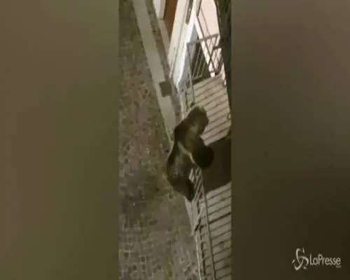 Un orso sale su un balcone in Trentino