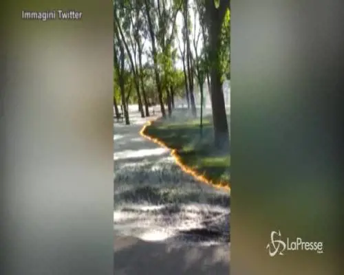 Il manto di polline brucia omogeneo lasciando prato intatto. Il video virale