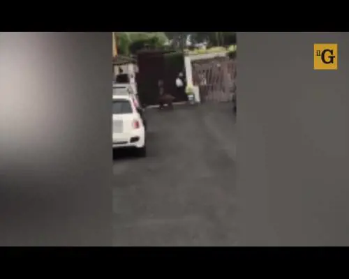 L'Ama non porta via i rifiuti, e i cinghiali arrivano sotto casa