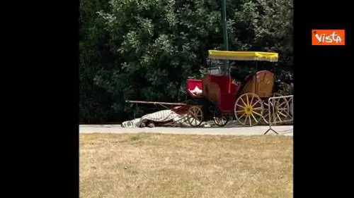 Cavallo cade a terra esausto alla Reggia di Caserta, Europa Verde: "Denunceremo titolare carrozza"