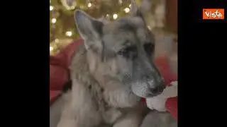 Gli auguri di Natale dei cani del presidente eletto Joe Biden