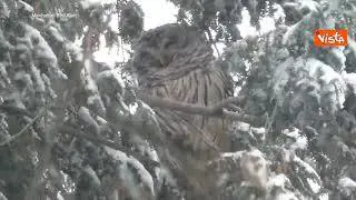Un tenero Gufo tra i rami innevati di Central Park a New York