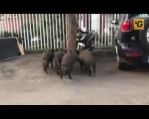 Città invase dai cinghiali, i cacciatori: "Ora fateci entrare in azione"