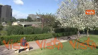 Lo spettacolo della fioritura dei ciliegi sul laghetto dell’Eur a Roma