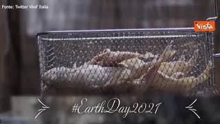 Giornata della Terra, il video del Wwf contro l'alimentazione che "mangia" il futuro