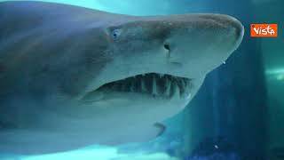 Le rare immagini del corteggiamento degli squali Toro all'acquario di Cattolica