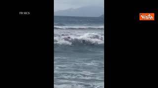 Due cani bagnino salvano una 15enne nelle acque di Palinuro