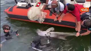 Cucciolo di delfino resta incastrato in una rete, salvato dalla Guardia Costiera