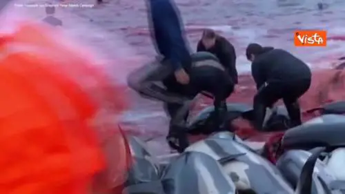 Mattanza di delfini alle isole Faroe