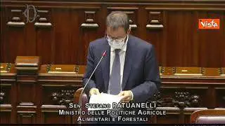 Patuanelli: "Aumentare indennizzi danni cinghiali in legge bilancio"