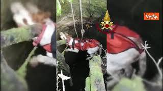 Cagnolino cade in una cavità nel bosco, salvato dai vigili del fuoco