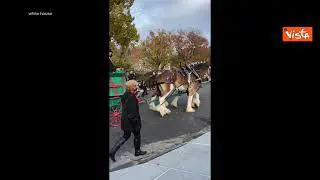 L'arrivo dell'albero di Natale alla Casa Bianca con un carro trainato dai cavalli