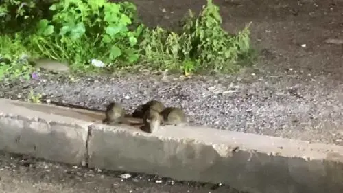 I topi infestano Roma: ecco la situazione a Montesacro