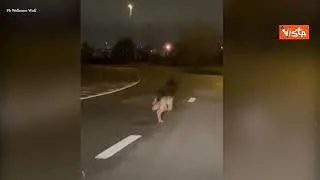 Avvistato un lupo selvatico vicino il porto di Anversa, in Belgio