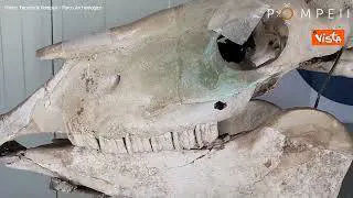 A Pompei inizia il restauro dello scheletro di un cavallo che trasportava merci