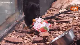 Gli animali dello zoo di Sofia scartano i regali di Natale, le tenere immagini