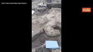 Enorme fossile di "drago marino" risalente a 180milioni di anni fa ritrovato in Inghilterra