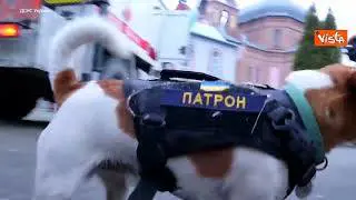 Ucraina, il cane degli artificieri al lavoro a Chernihiv