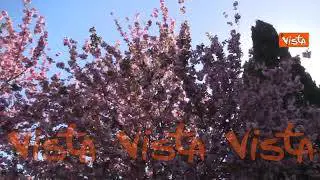 Lo spettacolo della fioritura dei ciliegi sul laghetto dell'Eur di Roma