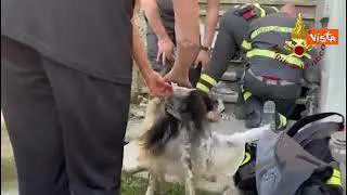 Cane resta incastrato sotto una scala, salvato dai Vigili del Fuoco di Genova