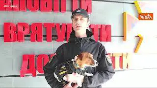 Ucraina, il cane eroe Patron premiato a Cannes