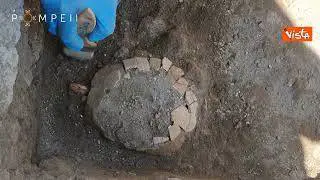 Lo straordinario ritrovamento a Pompei, una tartaruga e il suo uovo di oltre 2000 anni fa