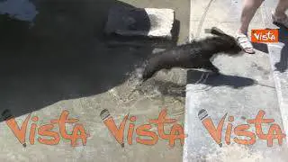 Roma da bollino rosso, nelle vie del centro ci si difende dal caldo rovente con acqua e gelato