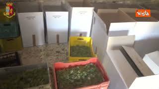 Sequestrati 900 chili di marijuana in provincia di Bari, le immagini nella ‘tana’ degli spacciatori