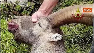 Stambecco ingoia una scatoletta di tonno e rischia di morire, salvato dai Vigili del Fuoco