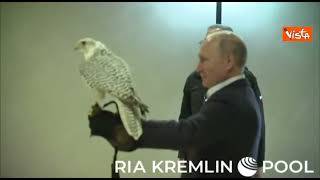 Putin con un falco in un centro di recupero per volatili rari in Kamchatka