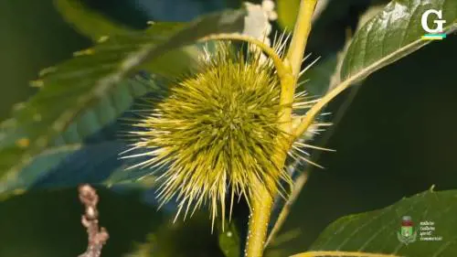 La via delle castagne