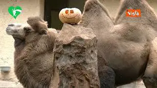 Ecco le Zucche ripiene di cibo per gli animali del Bioparco di Roma per di Halloween