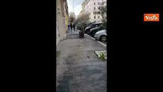 I cinghiali passeggiano sul marciapiede in centro a Roma, le immagini dal quartiere Prati