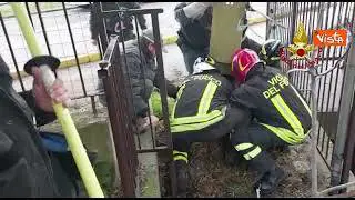 I Vigili del Fuoco salvano un lupo a Verona