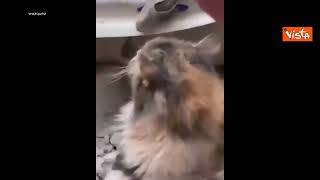 Terremoto Turchia, un gattino estratto vivo dalle macerie
