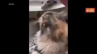 Terremoto Turchia, un gattino estratto vivo dalle macerie