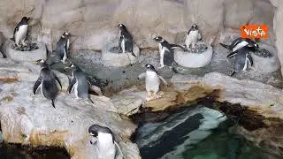 Acquario Genova, nella settimana di San Valentino i pinguini Papua iniziano rituali corteggiamento