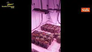 Sequestrata piantagione dalla Guardia di Finanza di Trento