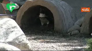Le tenere immagini degli otto fenicotteri e del pinguino nati al Bioparco di Roma