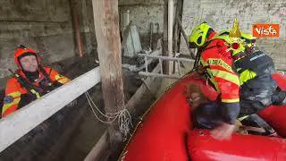 Maltempo Emilia-Romagna, il salvataggio di due cagnolini rimasti intrappolati a Faenza